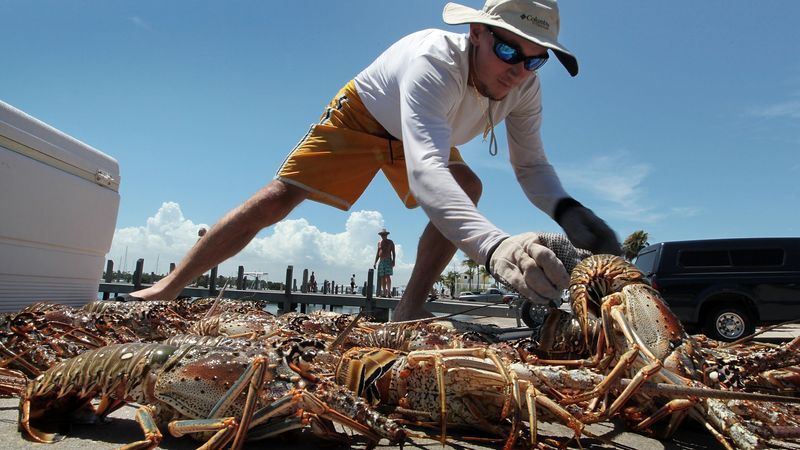 MIAMI - JULY 28:  Jason Chockley prepares to dehead the 31 lobsters he caught on the first day of the two-day miniseason on July 28, 2010 in Miami, Florida. The 2026 spiny lobster sport season — better known as lobster mini season — runs Wednesday, July 29, and Thursday, July 30.  (Photo by Joe Raedle/Getty Images)