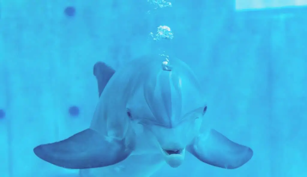 A dolphin at the Clearwater Marine Aquarium