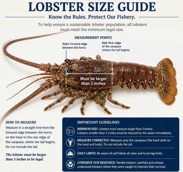 All lobsters harvested during the mini season must be measured in the water, and the carapace must be greater than 3 inches. (U.S. Coast Guard Southeast/Courtesy)