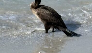 Rescue effort of cormorant on Fort Myers Beach unsuccessful - FORT MYERS