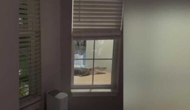 Florida family finds nearly 8-foot alligator on front porch