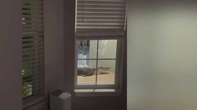 Florida family finds nearly 8-foot alligator on front porch