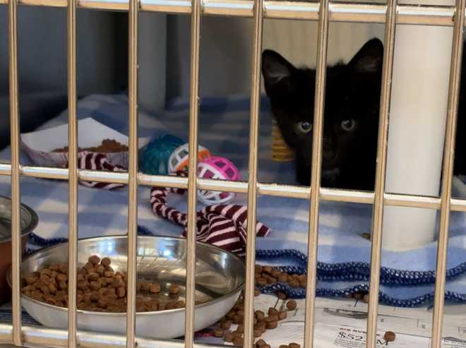 Veterinarians warn of deadly cat virus spreading beyond kittens veterinarians warn of deadly cat virus spreading beyond kittens