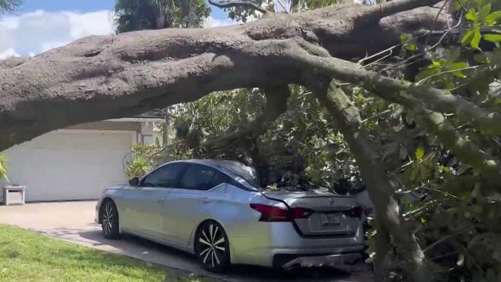 Tree crushes Maitland family’s cars during thunderstorm