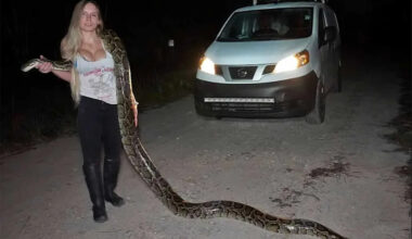 Snake Hunters Head to Florida for the Wildest, Most Viral Competition in the Country