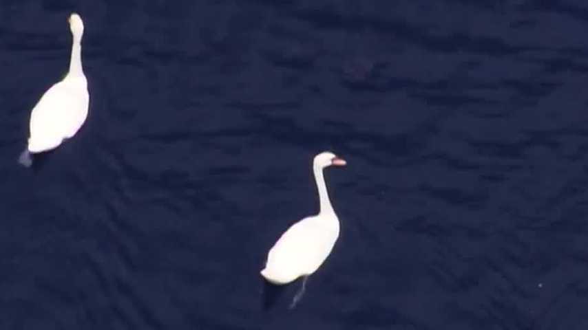 Orlando completes relocation of all Lake Eola swans, city says