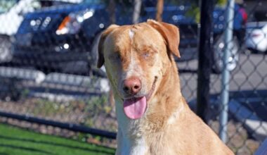 Veterinarians urge pet owners to protect animals from extreme summer heat