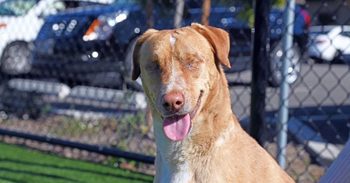 Veterinarians urge pet owners to protect animals from extreme summer heat