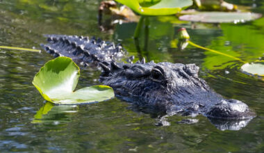 Florida sees 3 alligator attacks in 7 days, with the latest killing a 31-year-old swimmer