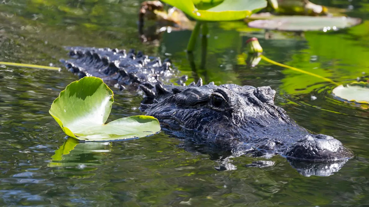 Florida sees 3 alligator attacks in 7 days, with the latest killing a 31-year-old swimmer