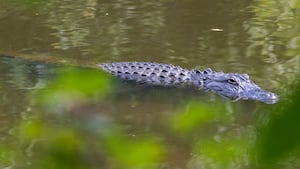 Orlando woman identified after deadly alligator attack on Econlockhatchee River