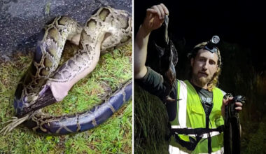 South Florida hunter shows Burmese python snake vomiting up a native bird in the Everglades