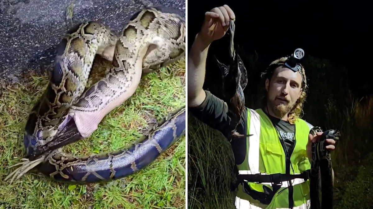 South Florida hunter shows Burmese python snake vomiting up a native bird in the Everglades
