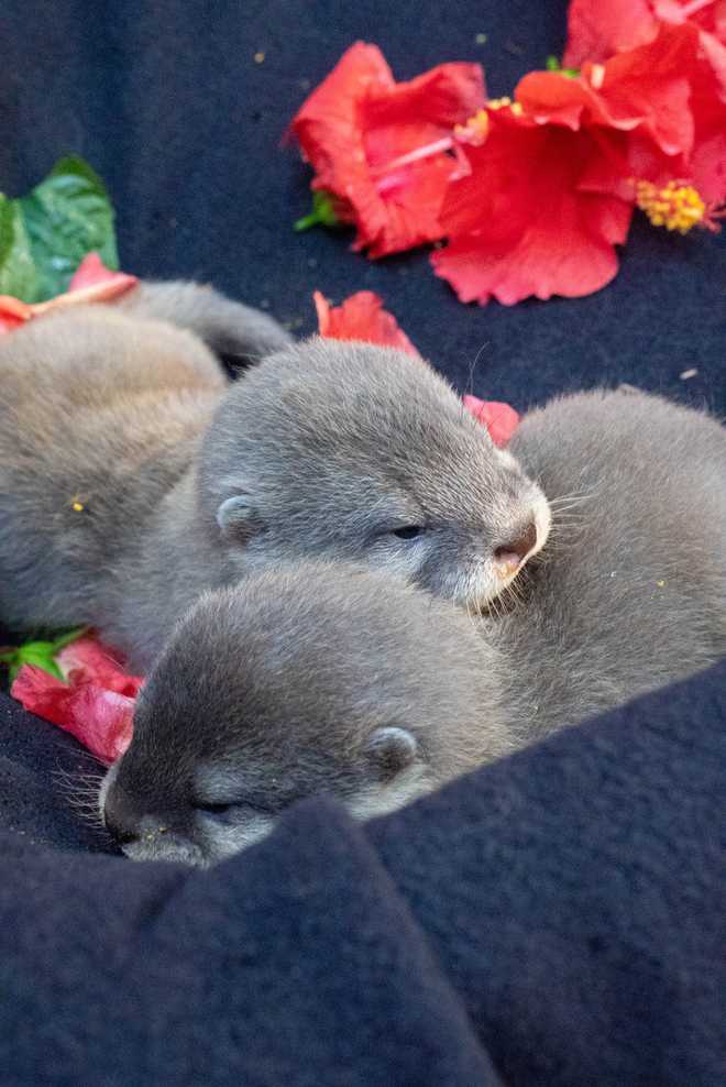 discovery cove otters