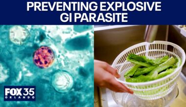 Cyclosporiasis: How to prevent the produce parasite