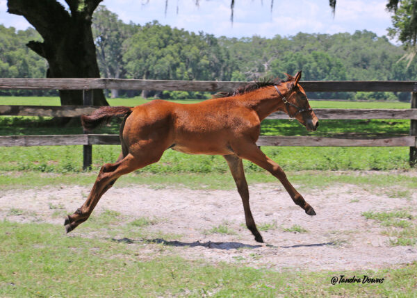 A spirited Florida-bred Thoroughbred filly flashes past the camera in a gallop, the background of a Florida oak tree and wooden fencing blurring slightly as she zips past. (Photo: ©Tandra Downs)