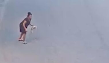 Tampa woman sentenced after video shows her throwing, kicking dog that later died