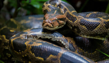 Florida family wrangles second-heaviest wild python after it nearly squeezes dad to death
