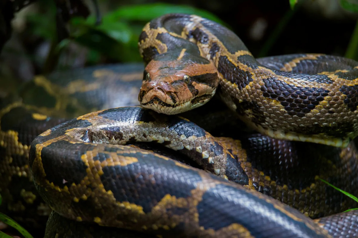 Florida family wrangles second-heaviest wild python after it nearly squeezes dad to death