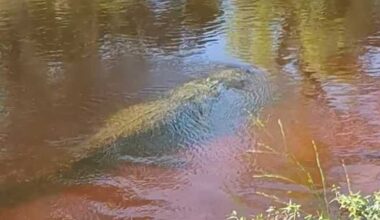 Hiker's video shows how quickly an alligator can disappear in Florida water near site of deadly attack
