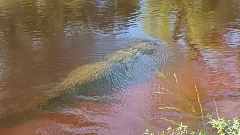 Hiker's video shows how quickly an alligator can disappear in Florida water near site of deadly attack