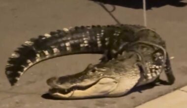 Only in Florida: An Ave Maria man opens his front door to find a massive gator, watch the capture
