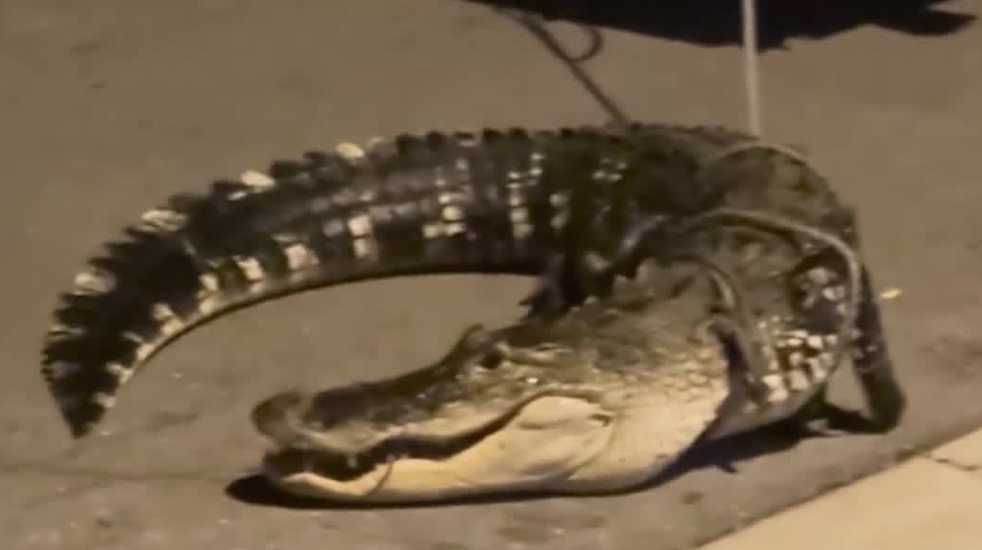 Only in Florida: An Ave Maria man opens his front door to find a massive gator, watch the capture