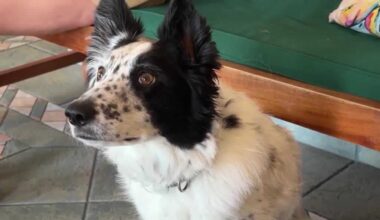 Florida study explores new medication to ease storm anxiety in dogs