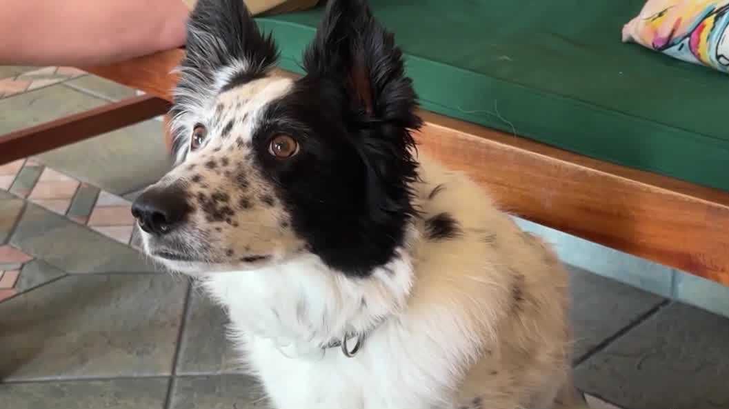 Florida study explores new medication to ease storm anxiety in dogs