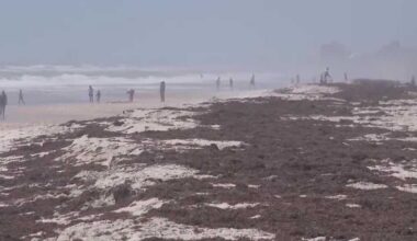Sargassum seaweed washes up on South Florida beaches, raising ecological concerns