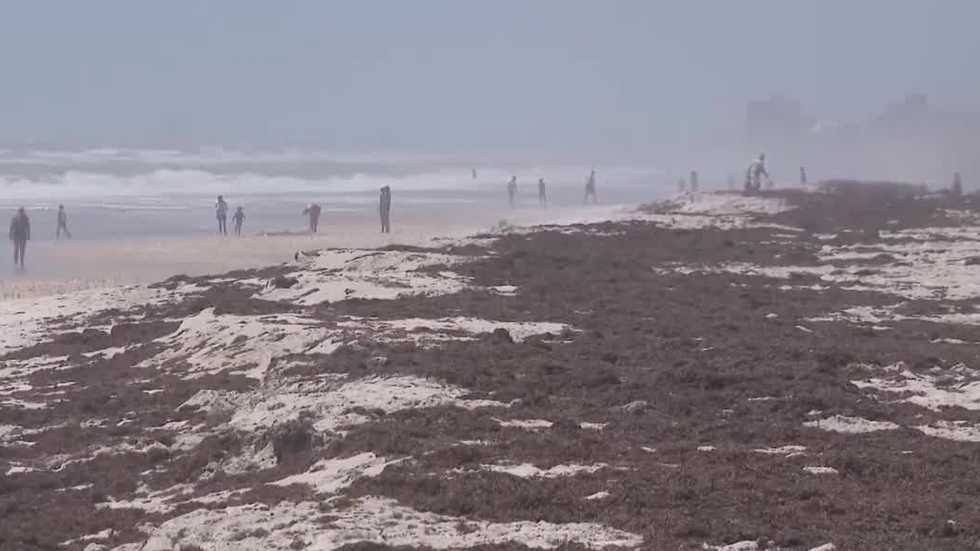 Sargassum seaweed washes up on South Florida beaches, raising ecological concerns