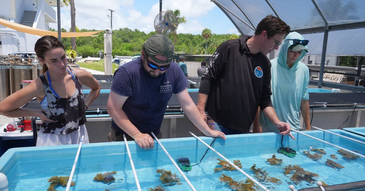 Florida researchers bring endangered elkhorn coral ashore to protect them :: WRAL.com