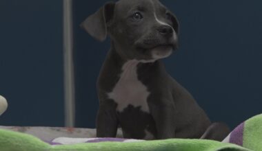 St. Pete animal shelter seeks help from the community after third veto of $2M expansion funds