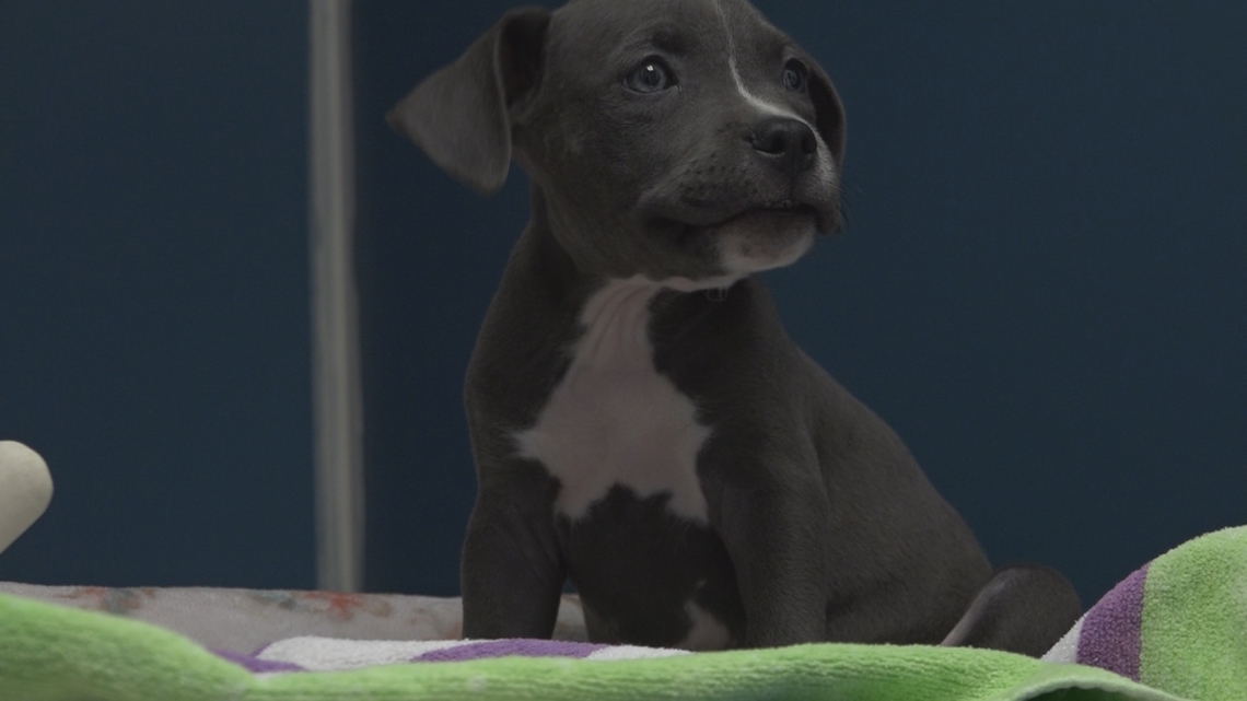 St. Pete animal shelter seeks help from the community after third veto of $2M expansion funds