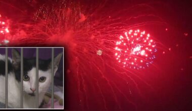 Fourth of July fireworks could trigger influx of lost pets at Hillsborough County Pet Resource Center