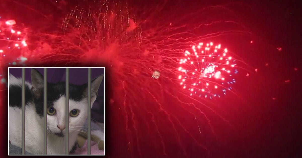 Fourth of July fireworks could trigger influx of lost pets at Hillsborough County Pet Resource Center