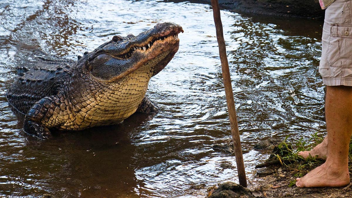 A man feeds his alligator