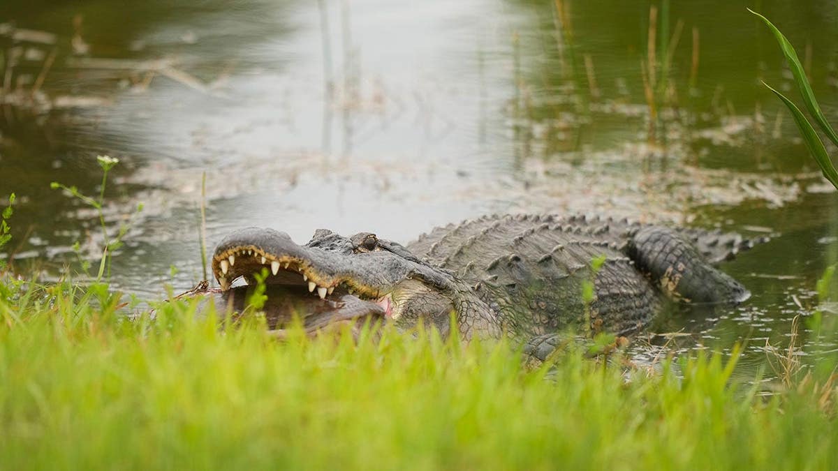 n alligator and turtle by the second hole green during the second round of the Senior PGA Championship