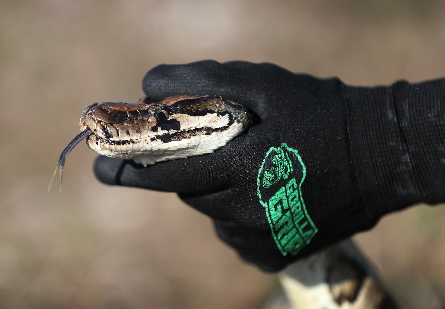 Gloved hand holding Burmese python snake head