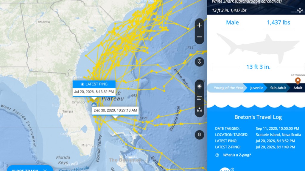 Map showing the migration path of a great white shark named Breton along the East Coast of the US, with shark details and travel log.