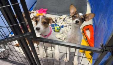 St. Pete animal shelter expansion delayed after veto