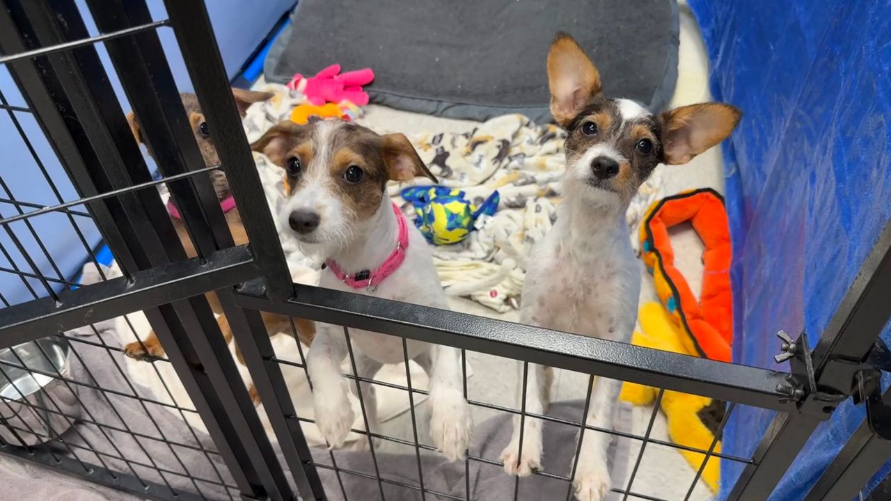 St. Pete animal shelter expansion delayed after veto