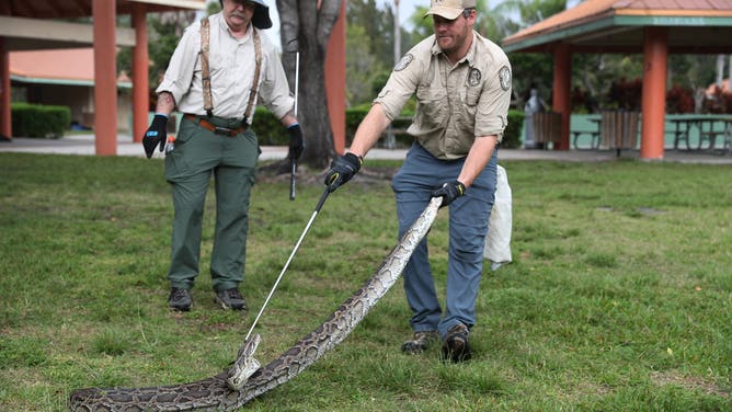 SUNRISE, FLORIDA - JANUARY 10: Rick Mayo looks on as Robert Edman, with the Florida Fish and Wildlife Conservation Commission, gives a python-catching demonstration before potential snake hunters at the start of the Python Bowl 2020 on January 10, 2020 in Sunrise, Florida. The Florida Python Challenge 2020 Python Bowl taking place a few weeks before the Super Bowl being held in Miami Gardens, is a 10-day competition to remove Burmese pythons from the Florida Everglades due to the threat to the delicate ecosystem that they pose as they have no predators and reproduce rapidly.