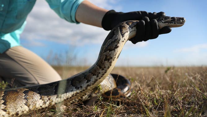 FORT LAUDERDALE, FLORIDA - MARCH 23: McKayla Spencer, with the Florida Fish and Wildlife Conservation as the Interagency Python Management Coordinator, works with a Burmese python used to train dogs to detect them in the Florida Everglades on March 23, 2021 in Fort Lauderdale, Florida. The Florida Fish and Wildlife Conservation Commission is using the dogs to sniff out Burmese pythons. A black lab named Truman and a point setter named Eleanor hunt five days a week with a dog handler and an FWC biologist to search for pythons on different public lands across south Florida. The FWC is implementing dog sniffing python hunters to help find and eliminate invasive Burmese pythons in the Everglades ecosystem.