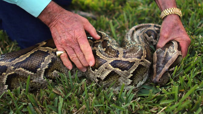 DAVIE, FL - JANUARY 12: A Burmese python is seen on display at the registration event and press conference for the start of the 2013 Python Challenge on January 12, 2013 in Davie, Florida.The Florida Fish and Wildlife Conservation Commission and its partners launched the month long 2013 Python Challenge to harvest Burmese pythons in the Florida Everglades, a species that is not native to Florida.The contest features prizes of $1,000 for catching the longest snake and $1,500 for catching the most.