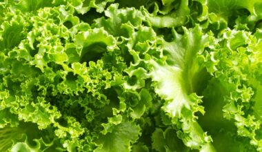 Walmart pulls Marketside iceberg lettuce salads from stores in Florida and Georgia over Cyclospora concerns