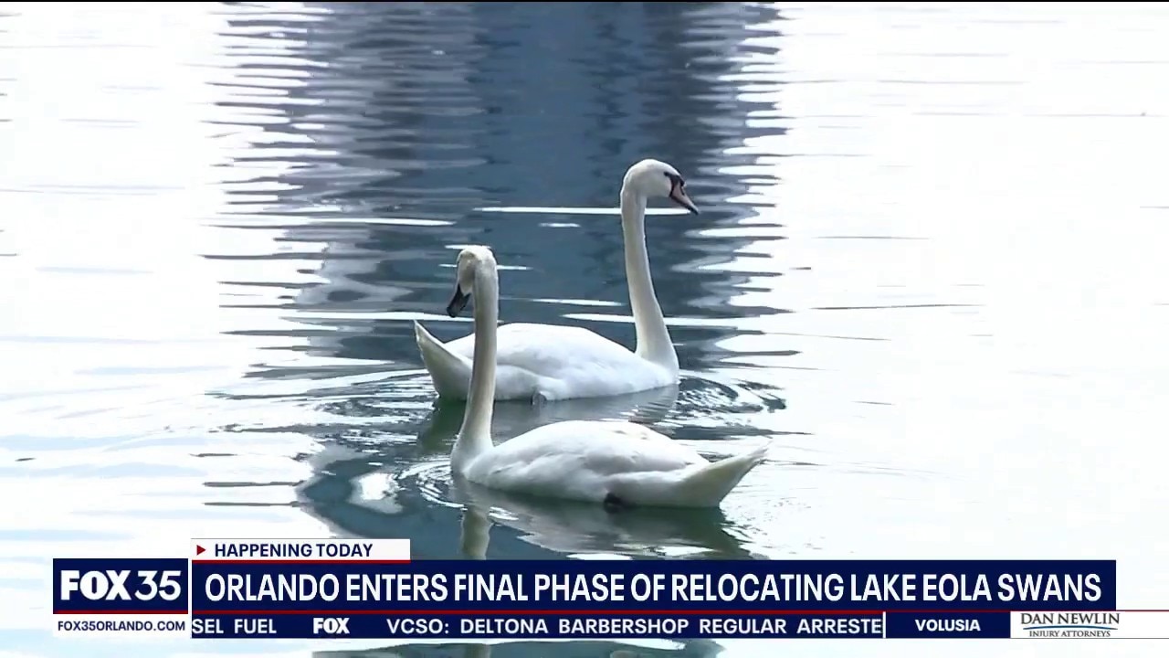 Orlando enters final phase of relocating Lake Eola swans