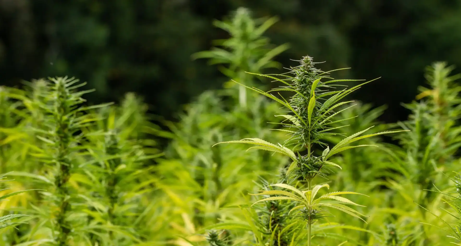 Florida Hemp Businesses Hope Trump Can Save Them From Planned Federal Ban On THC Products