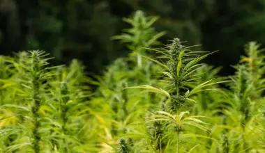 Florida Hemp Businesses Hope Trump Can Save Them From Planned Federal Ban On THC Products