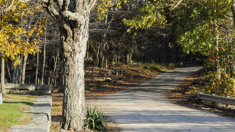 A road surrounded by trees in Foster, Rhode Island